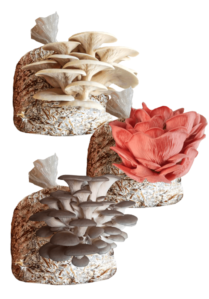 Kit Mixto para Cultivo de Seta Blanca/ Gris/ Rosa