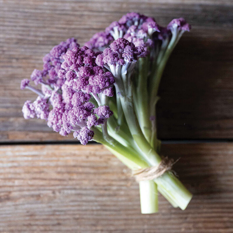 Murasaki - Semilla de coliflor germinadas