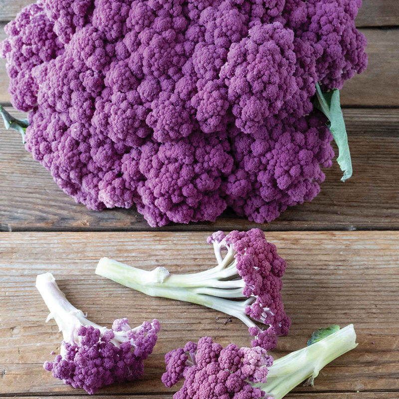 Murasaki - Semilla de coliflor germinadas