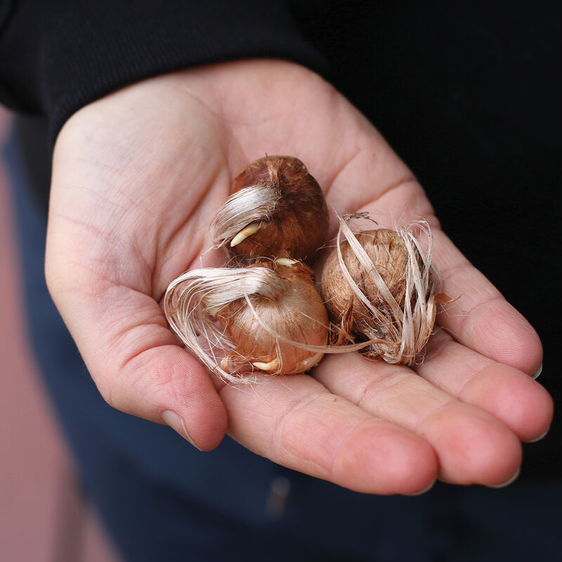 Saffron Crocus - Cormo de azafrán