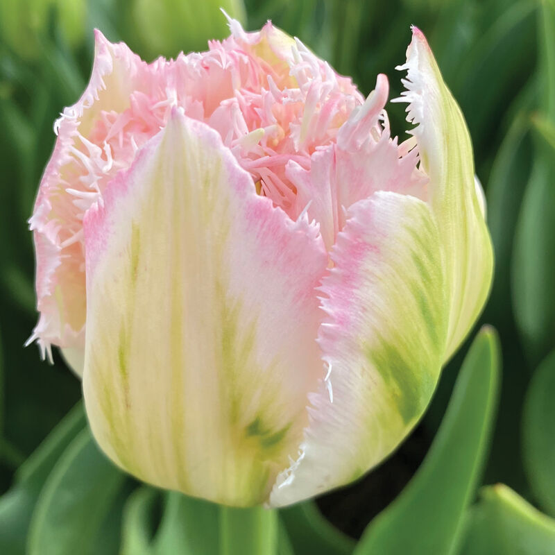 Ranomi® -Bulbo de tulipán