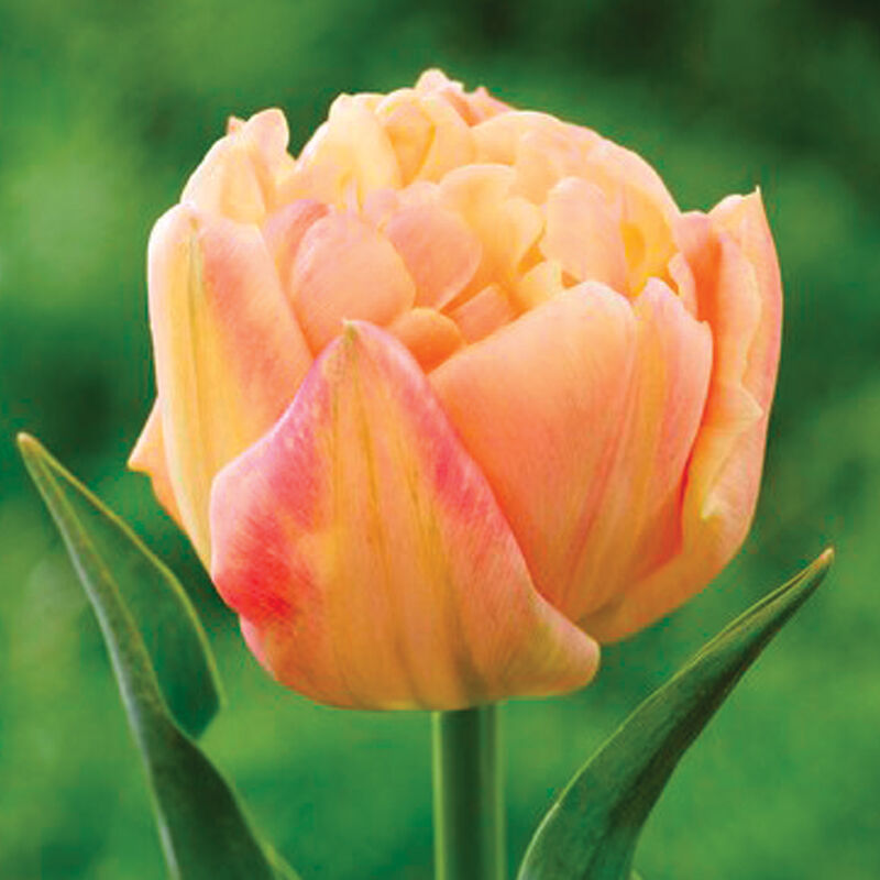 Apricot Symbiose - Bulbo de tulipán