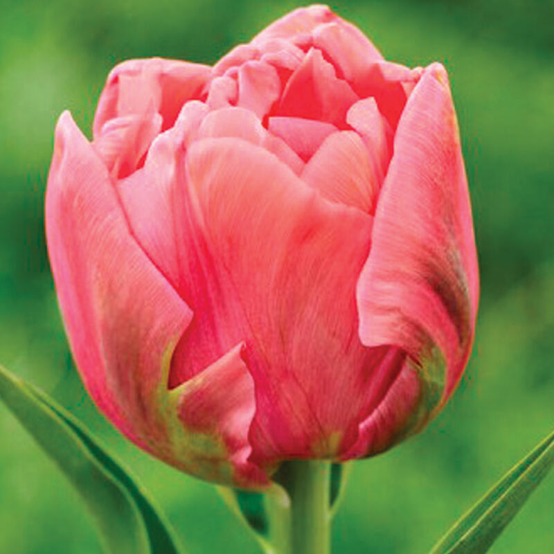 Salmon Symbiose® - Bulbo de tulipán