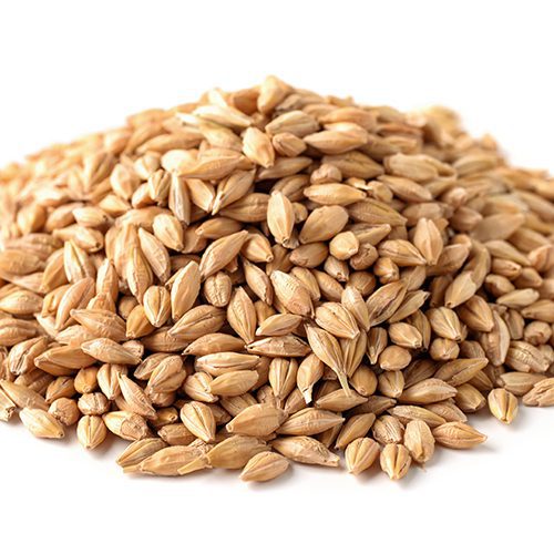 Barley - Semillas de cebada para germinar