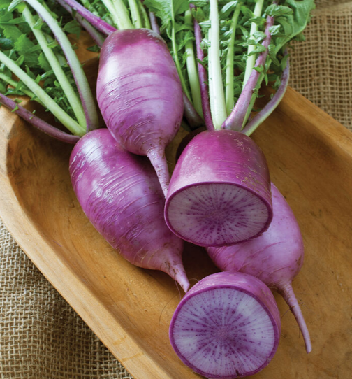 KN-Bravo - Semillas de Rábano