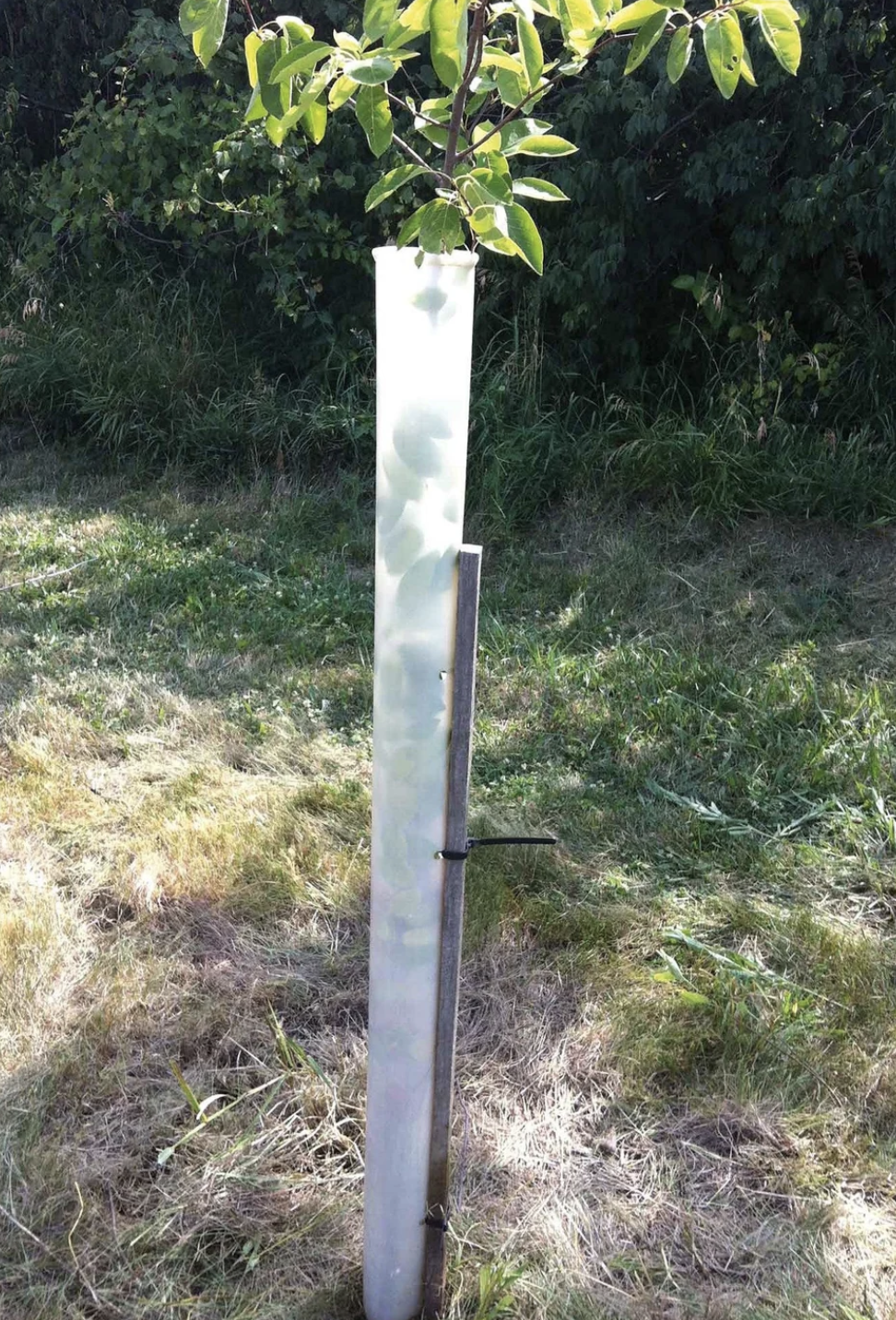 Tree Pro - Tubo para Proteccion de Estacas y Plantulas de Árboles