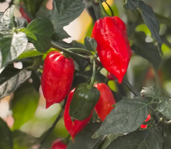 Ghost Pepper – Semillas ultra-picantes