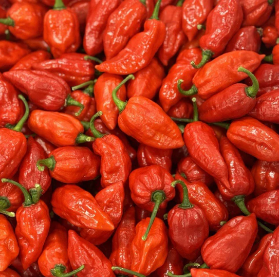 Ghost Pepper – Semillas ultra-picantes
