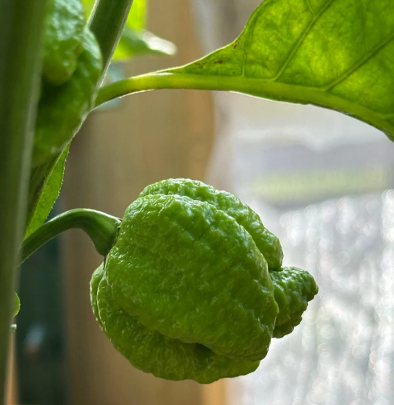 Trinidad Moruga Scorpion – Semillas de chile ultra-picante