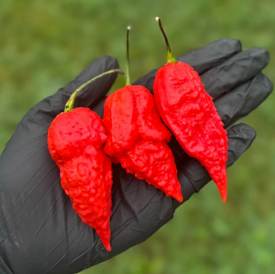 Apocalypse Scorpion – Semillas de chile ultra-picante