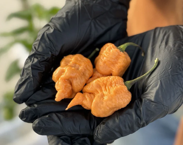 Peach Reaper – Semillas de chile súper-picante