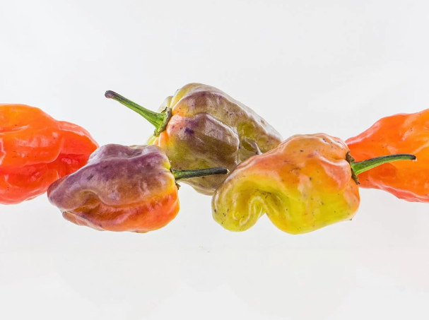 Bhut Jolokia Purple – Semillas de chile súper-picante
