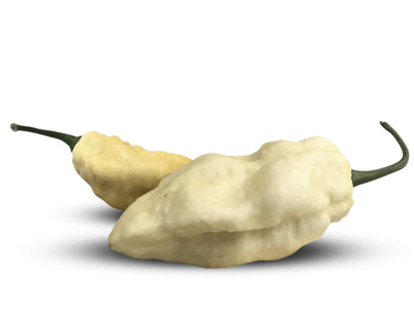 Bhut Jolokia White – Semillas de chile súper-picante