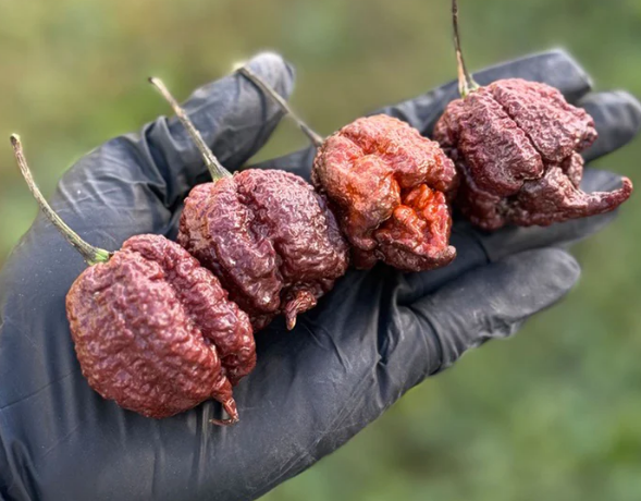 Chocolate Reaper – Semillas de chile superspicante