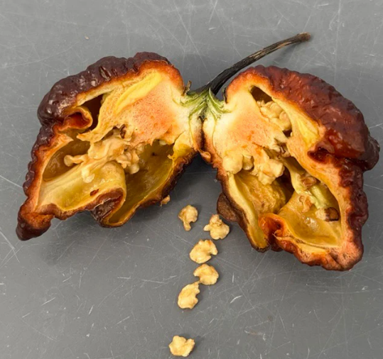 Chocolate Reaper – Semillas de chile superspicante