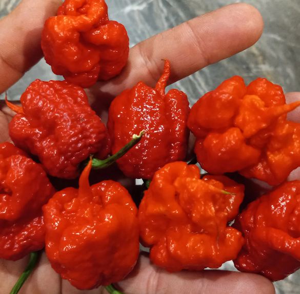 Dragon’s Breath – Semillas de chile súper-picante