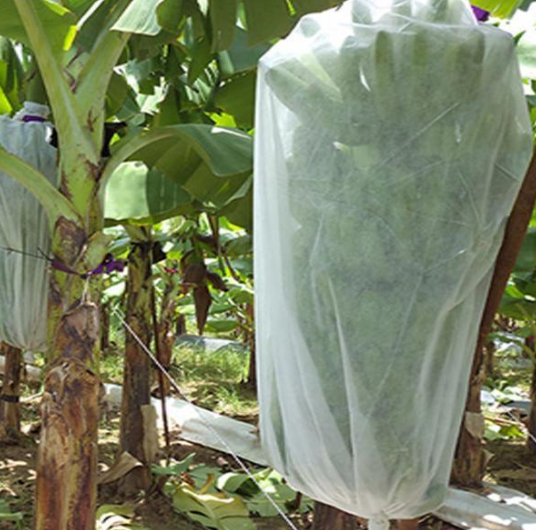 Funda Bananera: Protección Térmica y Antiplagas para Platanos
