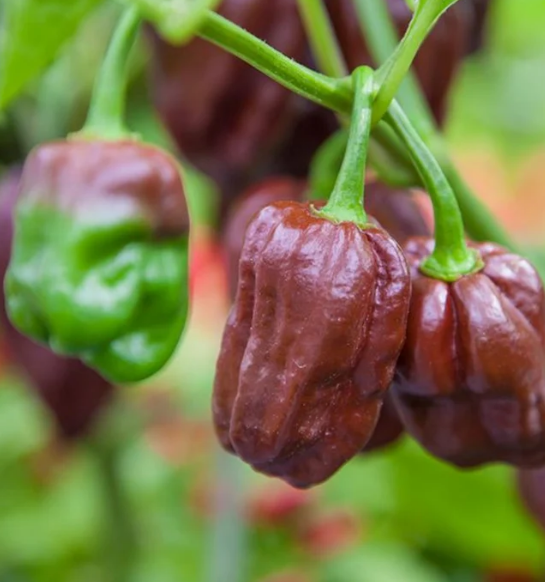 Semillas de chile habanero chocolate
