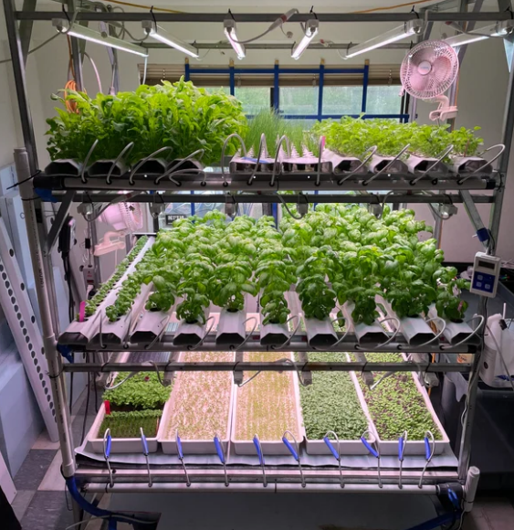 AmHydro Homegrown Premium Combo | Sistema Hidropónico NFT Completo