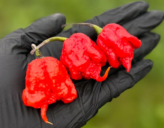 Carolina Reaper – Semillas de chile ultra-picante