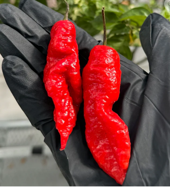 Death Spiral – Semillas de chile súper-picante