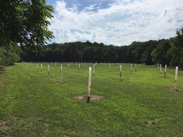 Tree Pro - Tubo para Proteccion de Estacas y Plantulas de Árboles