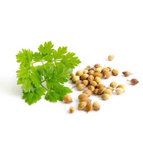Semillas de Cilantro para Microgreens