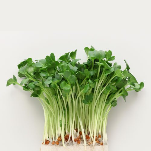 Rabano - Semillas de daikon para germinar