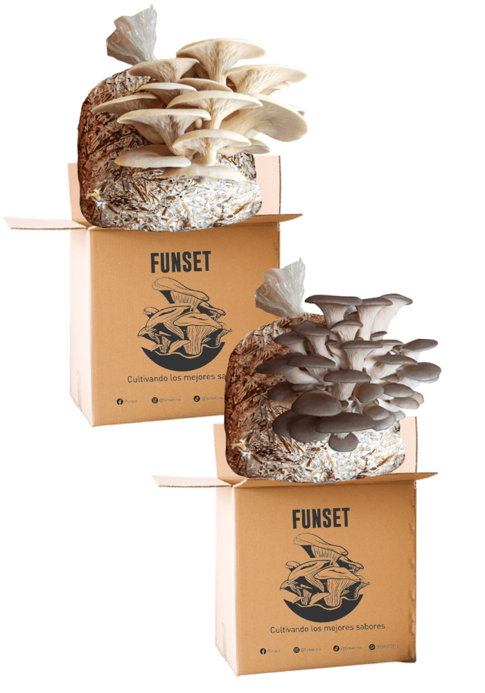 Kits Dobles para Cultivo de Hongo Seta Orgánicos