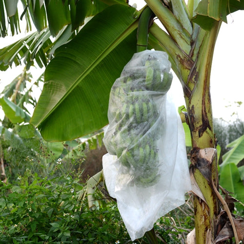 Funda Bananera: Protección Térmica y Antiplagas para Platanos