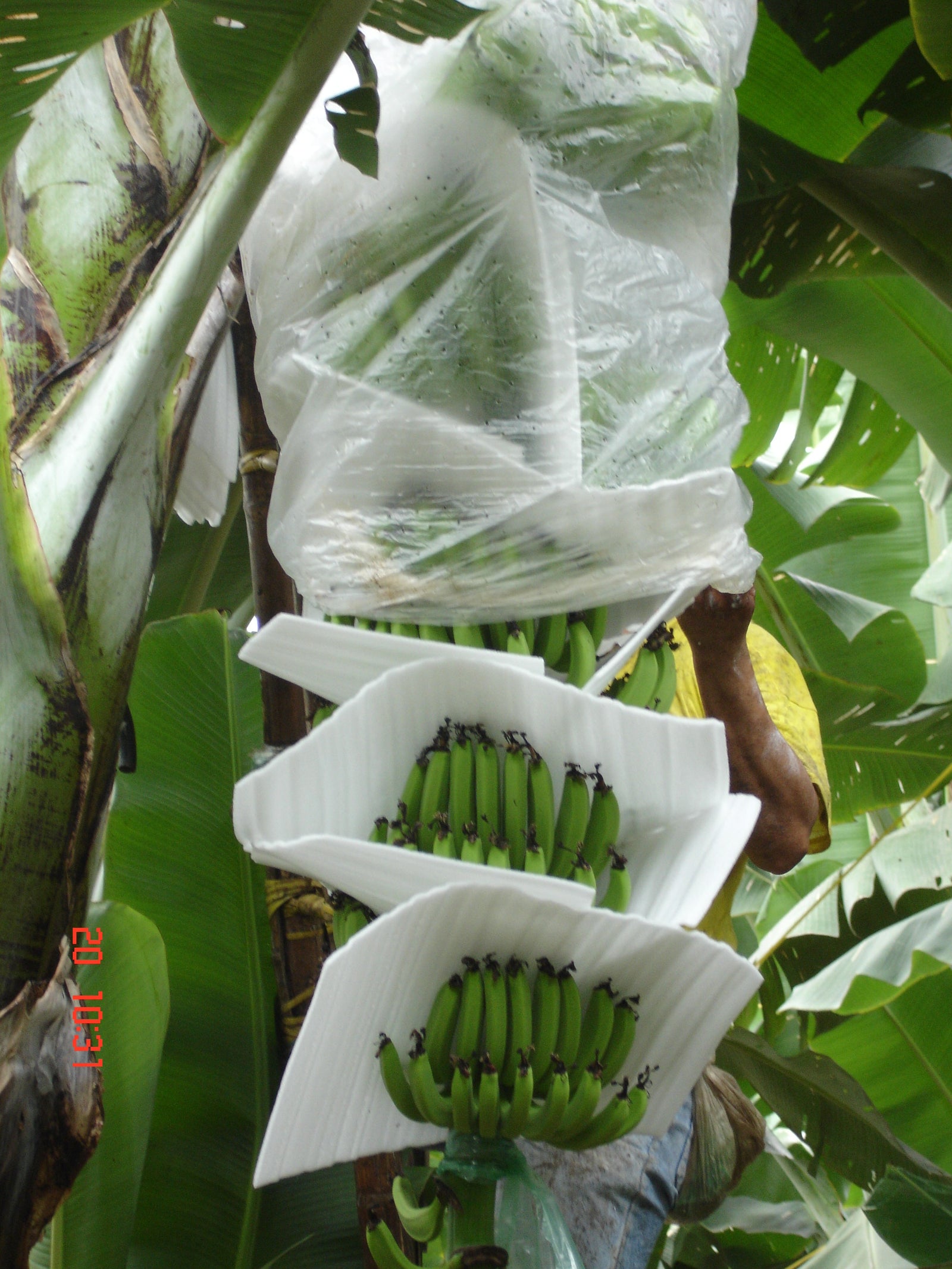 Funda Bananera: Protección Térmica y Antiplagas para Platanos