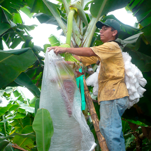 Funda Bananera: Protección Térmica y Antiplagas para Platanos