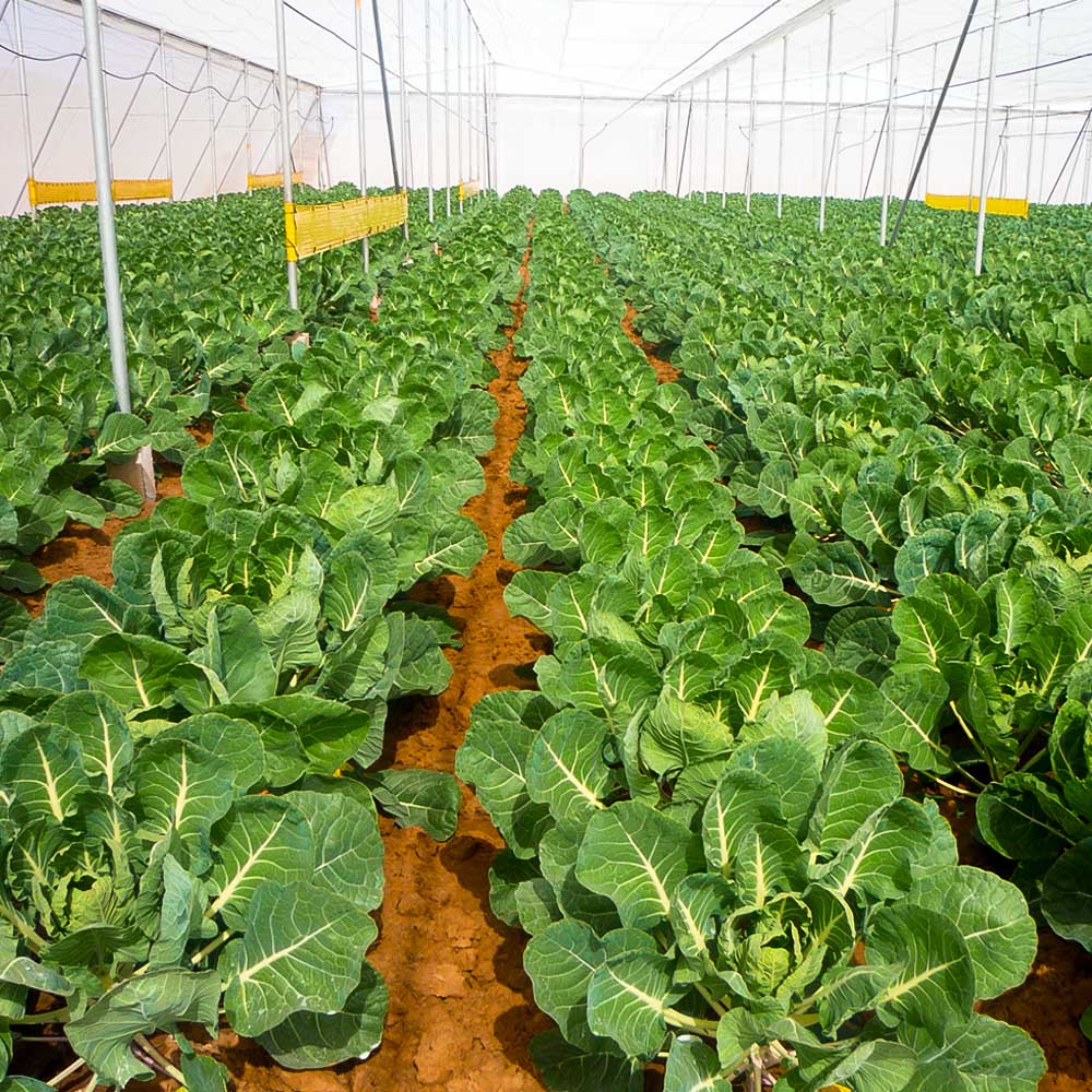 Trampas Fotocromaticas para Control de Plagas