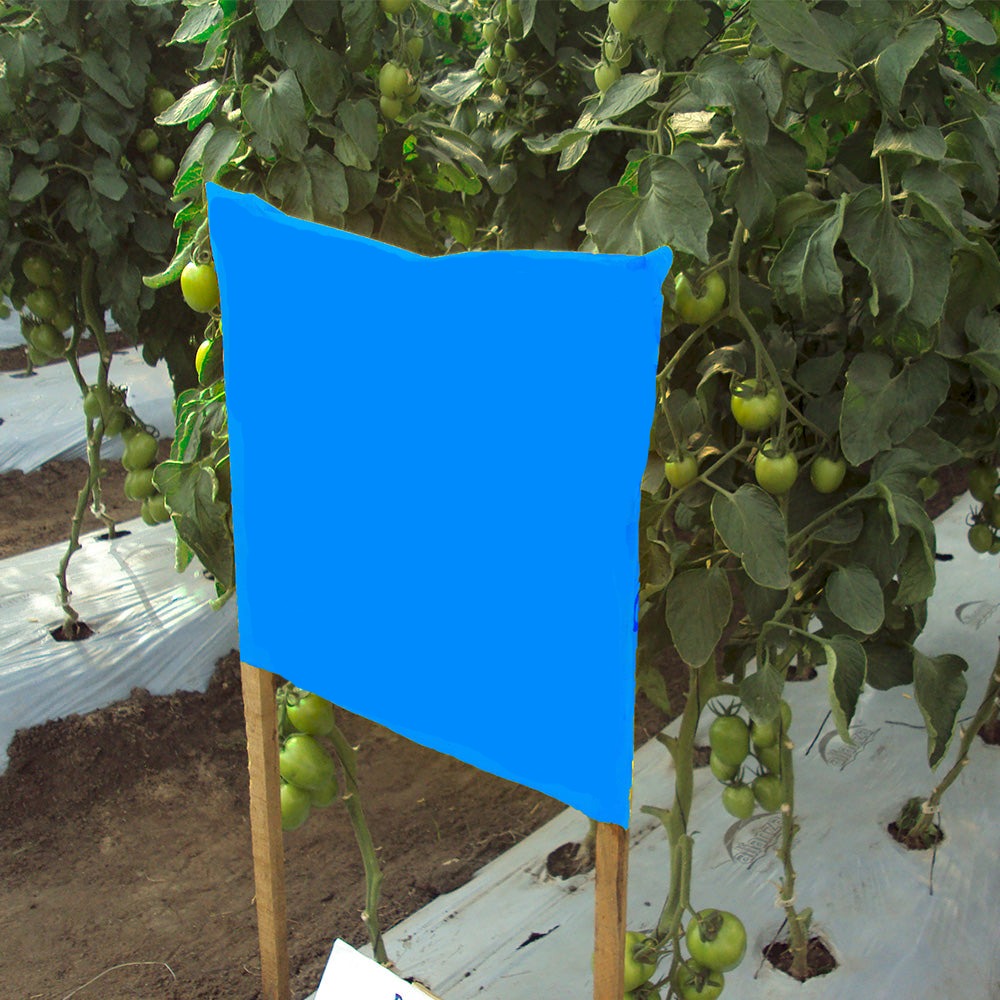 Trampa cromatica Tratada para Insectos