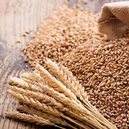 Wheat - Semillas de Trigo para Germinados orgánicos