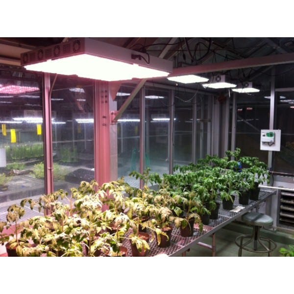 Apache Tech AT600 - Luces LED de Cultivo Blancas y Rojas