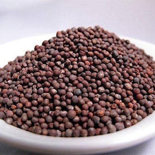 Semillas de col lombarda para germinar