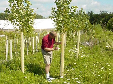 Tree Pro - Tubo para Proteccion de Estacas y Plantulas de Árboles