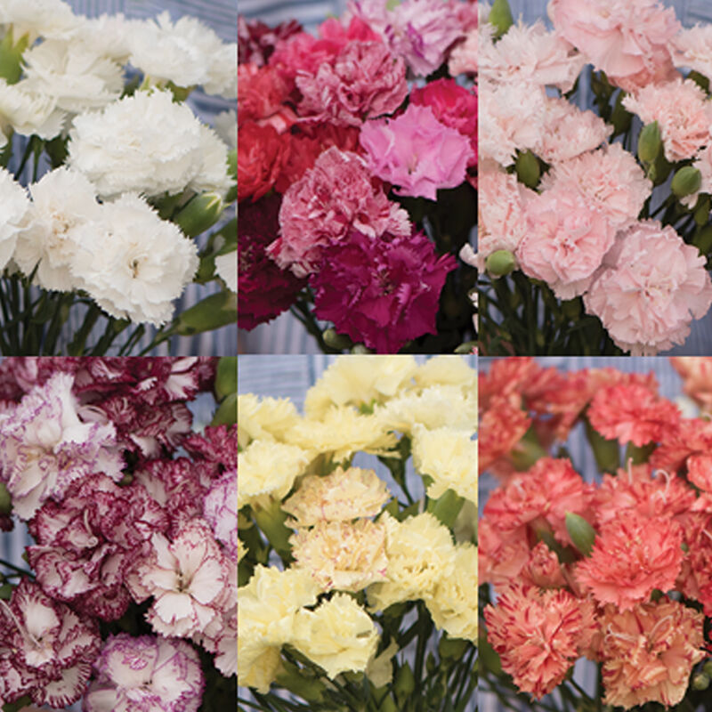 Chabaud Carnation Set Semilla de clavel