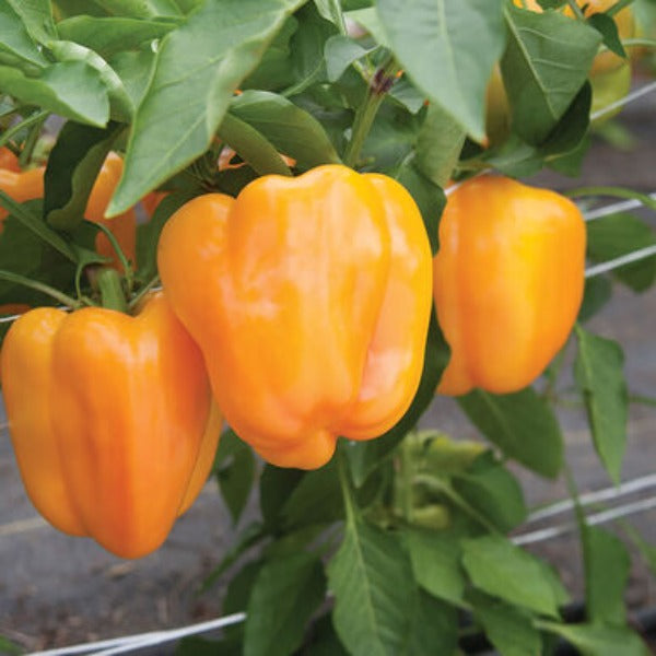 Flavorburst - Semillas de Pimiento F1 Amarillo Orgánico