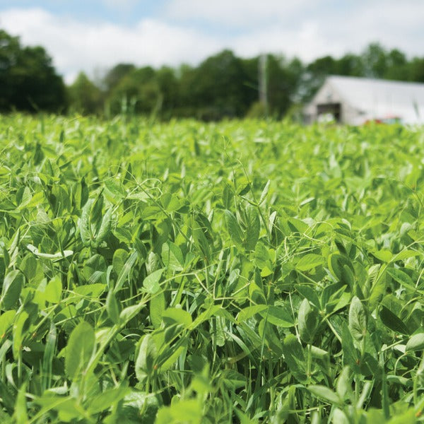 4010 Field Pea - Semilla Orgánica de Chicharo para Abono Verde