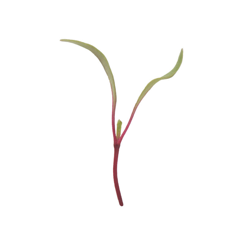Red Beet - Semillas Orgánicas para Germinados de Remolacha