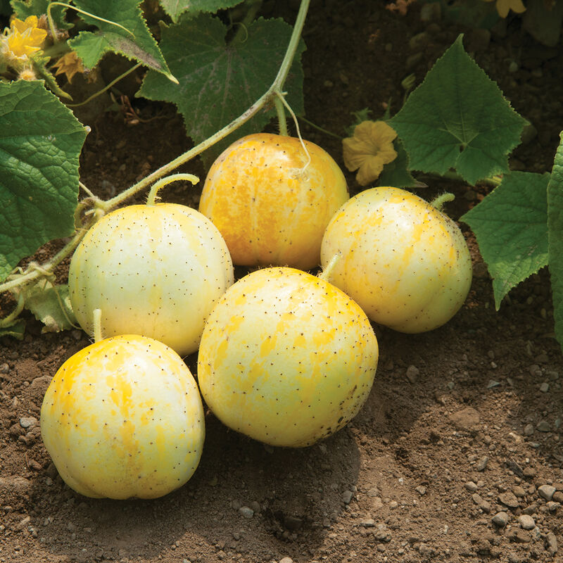 Lemon - Semillas Orgánicas de Pepino Limón