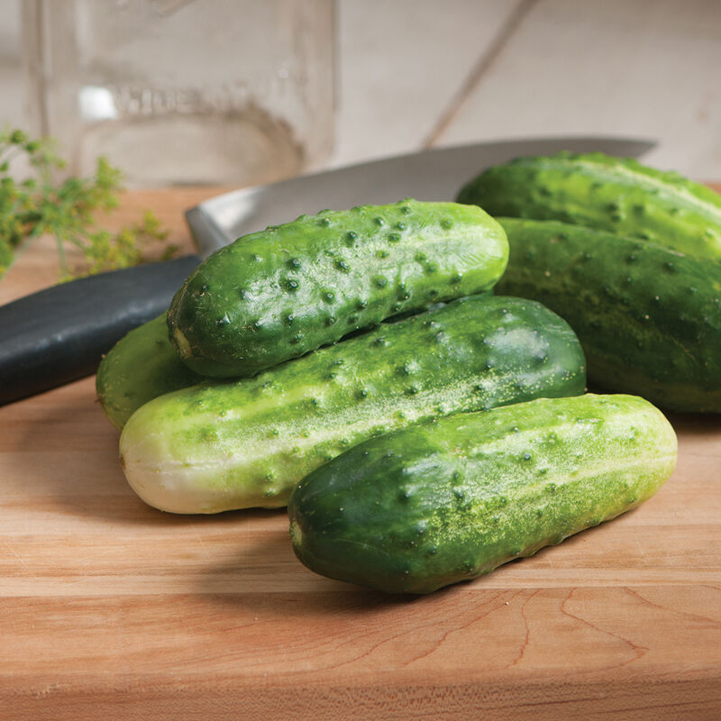 H-19 Little Leaf - Semillas Orgánicas de Pepino