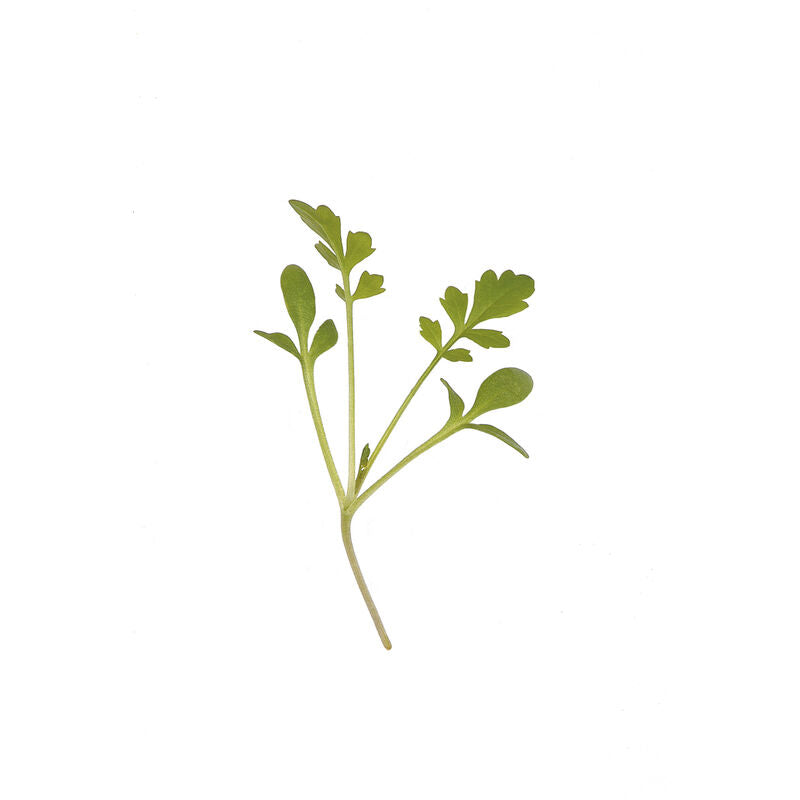 Cress Cressida - Semillas Orgánicas para Germinados de Berro