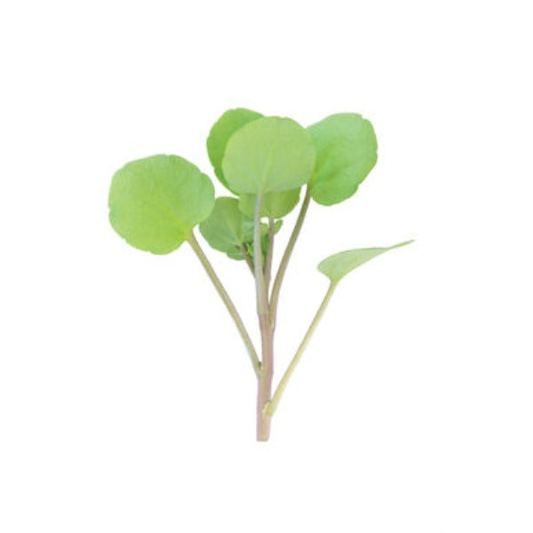 Watercress - Semillas de Berros