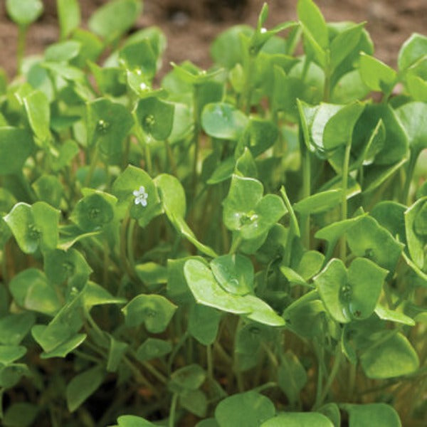 Claytonia - Semilla de Verdolaga de Hoja Verde