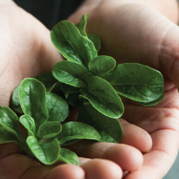 Vit - Semilla de Hoja Verde de Mâche