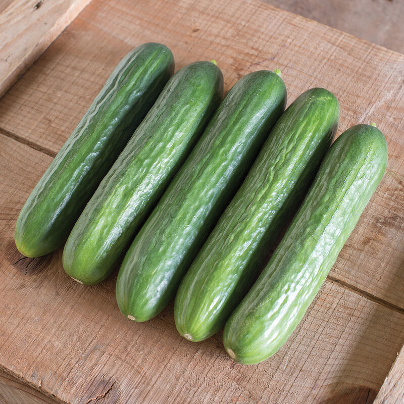 Katrina (F1) Semilla de pepino