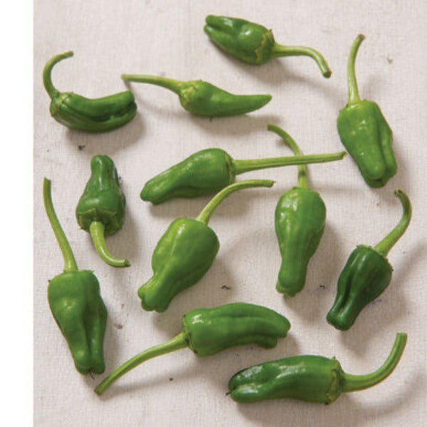 Padron - Semillas Orgánicas de Chile de Padrón